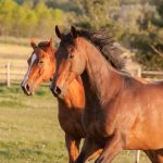 Two Thoroughbred horses galloping in a field.