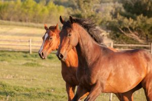 Two Thoroughbred horses galloping in a field. Two Thoroughbred horses galloping in a field.