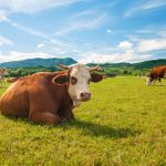 Cow lying in a field