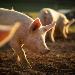 Pigs eating on a meadow in an organic meat farm