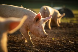 Pigs eating on a meadow in an organic meat farm Pigs eating on a meadow in an organic meat farm