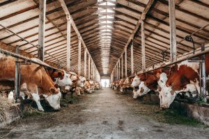Long row of cows sticking their heads out bars of stable to feed Long row of cows sticking their heads out bars of stable to feed