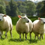 Funny sheep on the field photo