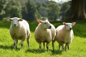 Funny sheep on the field photo Funny sheep on the field photo